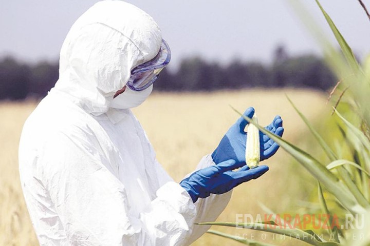 Изучение кукурузы ГМО
